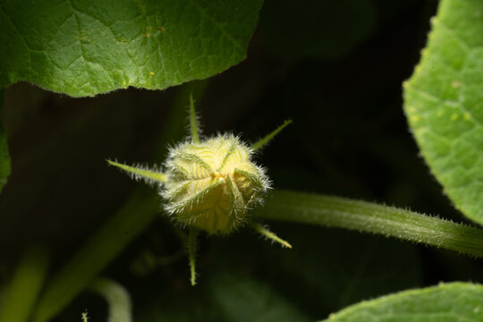 Pimpollo de calabaza amarillo, macro