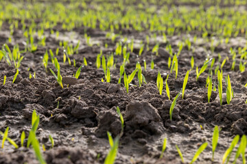 green sprouts of frost-resistant wheat, close-up