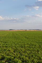 green grass and other plants in sunny weather