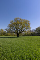 a tree growing in a field with green wheat