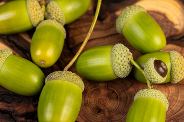 details of green immature oak acorns in close-up