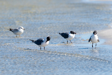 Ocracoke Island sea birds.