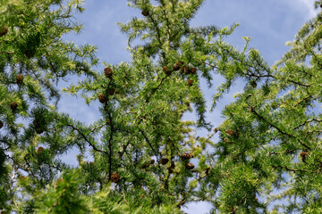beautiful larch with green foliage in September