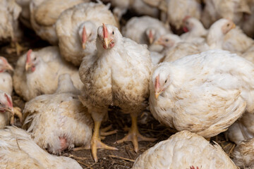 fat meat chickens in a cage-free workshop at a poultry farm in a rural area