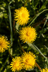 dandelions blooming in the green grass in spring