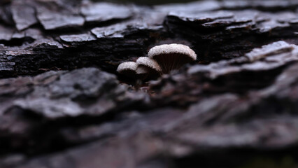 Mushrooms, one of nature's wonderful creatures. Nature background. Schizophyllum commune.