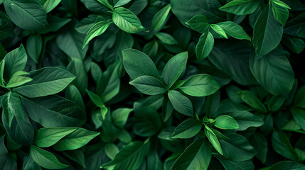 A vegetative background made of leaves and plants, showcasing lush, natural foliage. A top view of green vegetation, suitable for professional compositing. High-quality image.