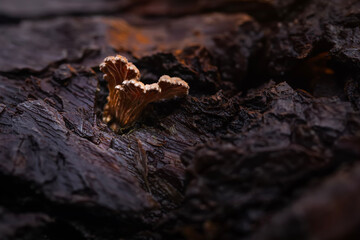 Mushrooms, one of nature's wonderful creatures. Nature background. Schizophyllum commune.
