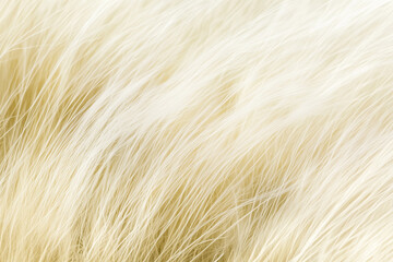 Fototapeta premium A close-up of the golden grass on the field