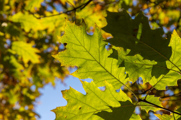 yellowing oak foliage against a blue sky in sunny autumn weather
