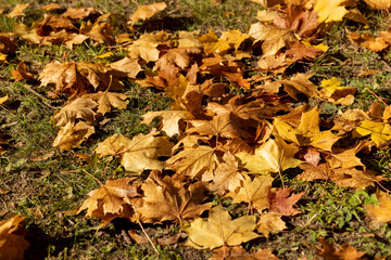 fallen yellowed maple leaves , sunny weather in the park