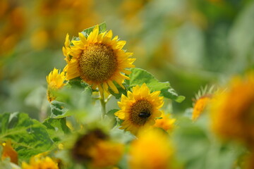 シーズン終わりのひまわり