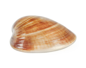 brown smooth clam shell isolated on white background
