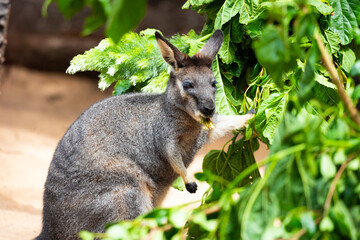Wallaby in Australia