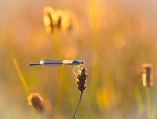 Libelle (Blaue Azurjungfer) im Abendlicht 