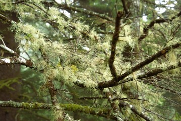 Side view of pine tress covered in moss and lichen in a dense pine woodland area.