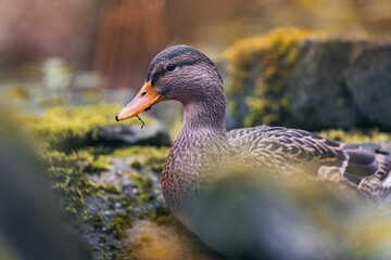 Mallard Duck Resting on Mossy Rocks