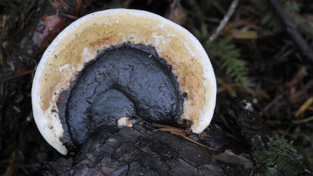 Red-belted Polypore (Fomitopsis pinicola) on dead wood