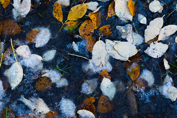 Leaves covered in ice after the cold weather. A photo depicting the winter season. Natural background.
