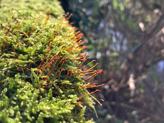 musgo verde con esporas a contra luz cápsulas tallos IMG_8549-as24