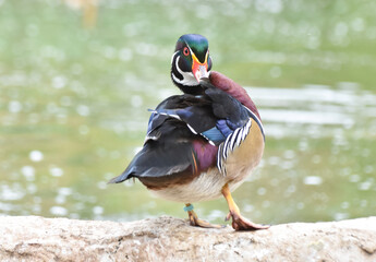 Male caroline duck ( wood duck ) standing on wall near a pond	