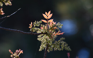 Light of leaves in a dark forest