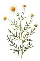Delicate chamomile flowers with white petals and sunny yellow centers, standing gracefully on a green stem. Nature and tranquility concept.