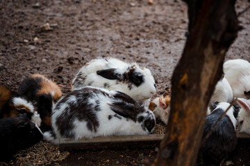 A group of white, black, and grey rabbits playfully hopping and grazing in an outdoor setting. 