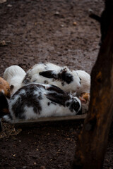 A group of white, black, and grey rabbits playfully hopping and grazing in an outdoor setting. 