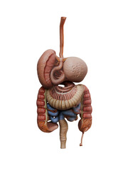3d Render of Digestive System