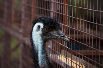 A captivating close-up of an ostrich, showcasing its unique features in stunning detail. 
