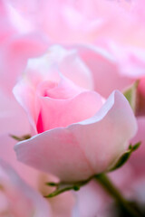 Macro blooming of pink rose close up. Pink rose head blooming. Selective focus, soft bokeh, pastel colors
