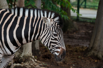 A stunning zebra captured in its natural habitat, showcasing its iconic black-and-white striped coat.