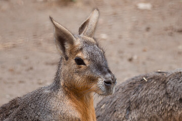 A group of Australian rabbits standing in a straight row on a muddy ground. 