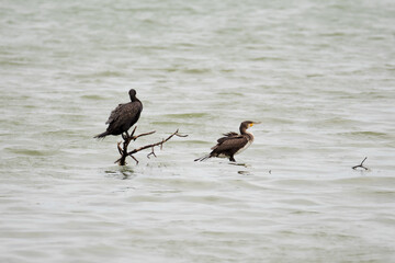  black bird gracefully perched on the edge of a calm lake, surrounded by the serene waters and soft reflections