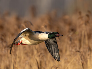 Gänsesägermännchen im Flug