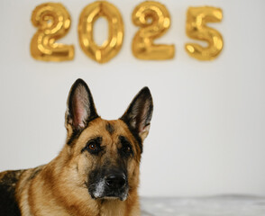 Greeting card with a dog on grey sofa and golden balloons in the shape 2025 on white wall - Happy New Year and Merry Christmas concept. German shepherd celebrate winter holidays.