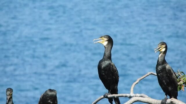 Black Great Cormorant bird on the seashore