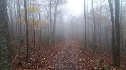 Obraz premium Misty Forest Pathway Surrounded by Autumn Leaves and Trees