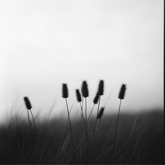 close-up of a prairie, a bunch of dark grasses in front, dawn, minimalism