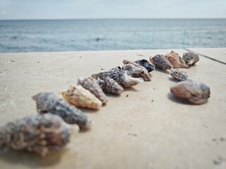 Muscheln