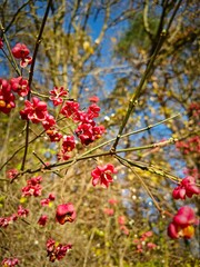 red autumn flowers
