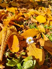 Herbstlaub, autumn, golden summer, indian summer, Herbst, Sonne, Gänseblümchen