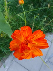 orange flower