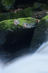 Stones in a river with moss, dry fallen leaves and water in motion blur, forest, woodland, nature