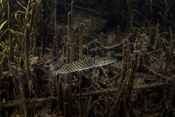 Northern pike in the european river. Life in fresh water. Pike on the bottom. 