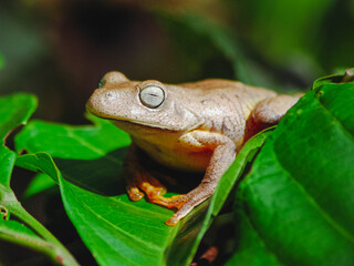 Close-up of a macro photograph of a beautiful 