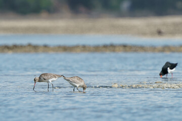 two bar-tailed godwits standing in shallow water on moutere inlet, Tasman, New Zealand, pied...