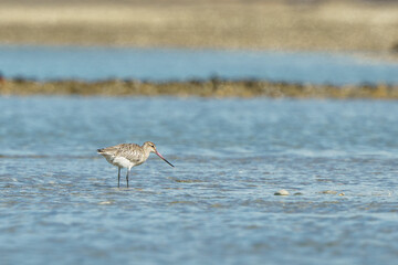 one bar-tailed godwit, stands in shallow water in moutere inlet, Tasman, New Zealand, 