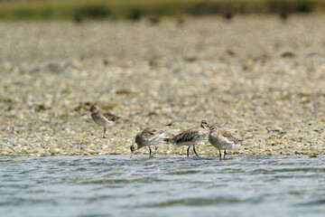 four bar-tailed godwits, one blurred, three standing in water on Moutere inlet, New Zealand.
